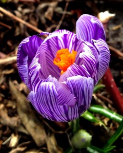 The most amazing crocus I've ever seen