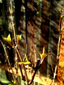 Hydrangea starting to bud out