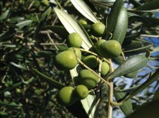 Arebequina Olives. Its almost Olive Harvest time in Oregon! 