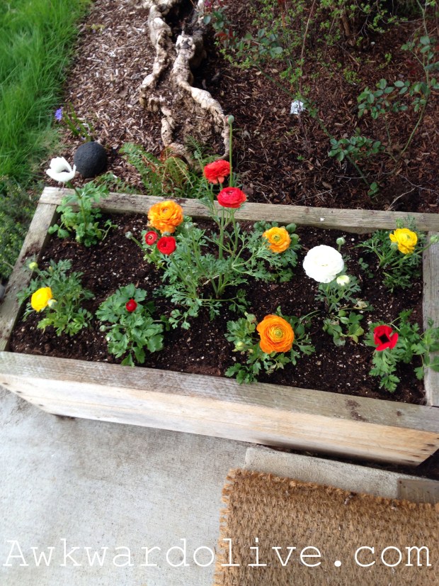 Planted  Ranunculus and Anemones outside my front door