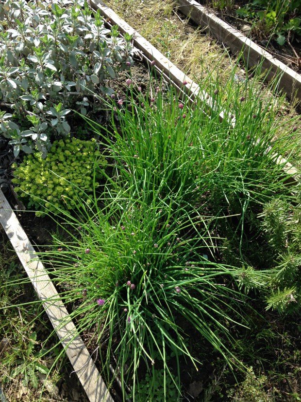 The Chives, going nuts