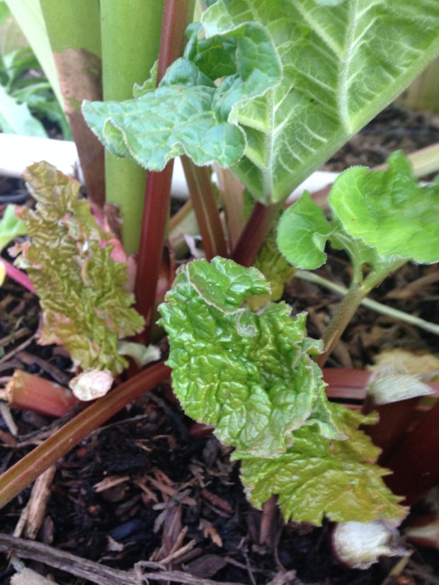 Rhubarb
