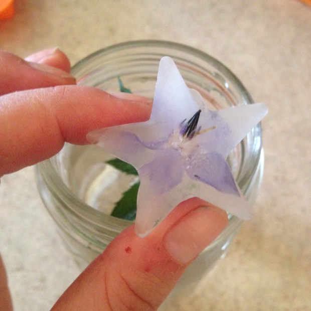 Borage blossoms in ice cubes