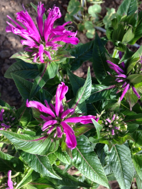 Bee Balm, and other things blooming in the garden