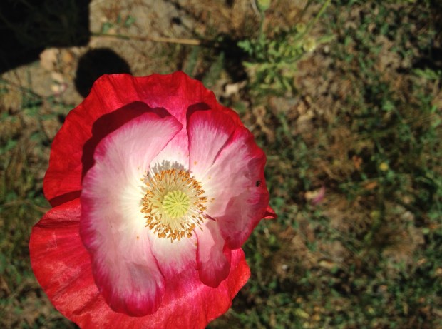 wildflowers at Soter