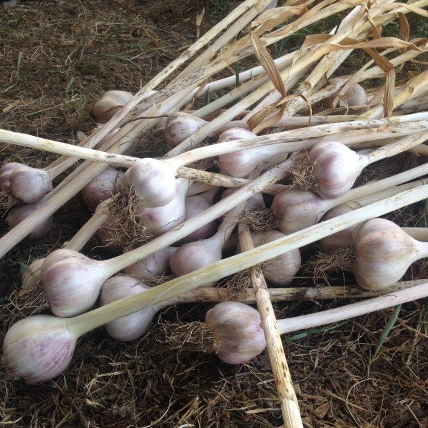 garlic from yamhill river farm