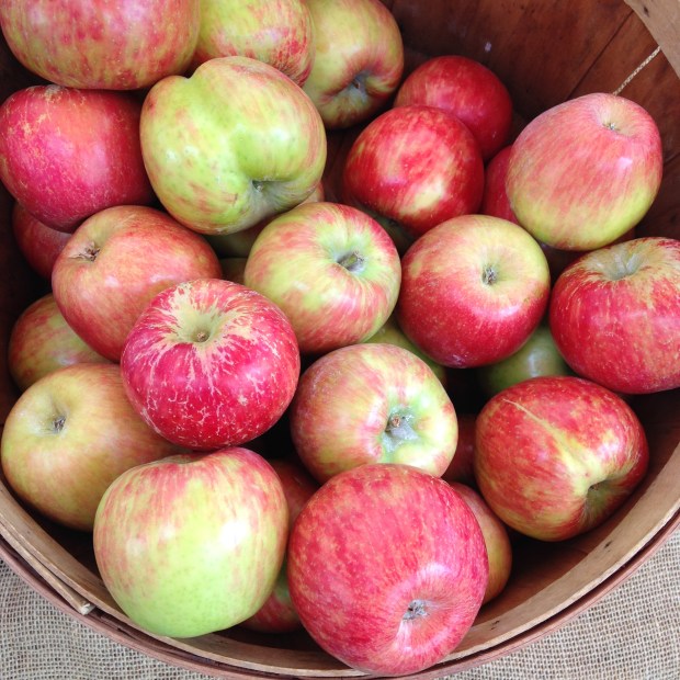 Honeycrisp Apples from the local Farmer's Market. 