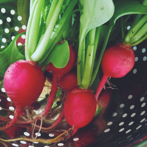 fresh radish